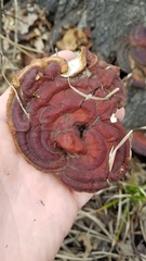 Ganoderma