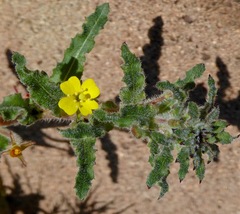Camissoniopsis hirtella