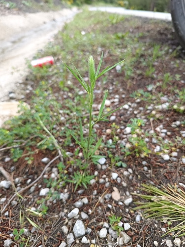 Narrow-leaved clover