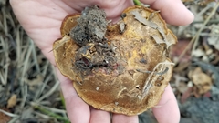 Ganoderma