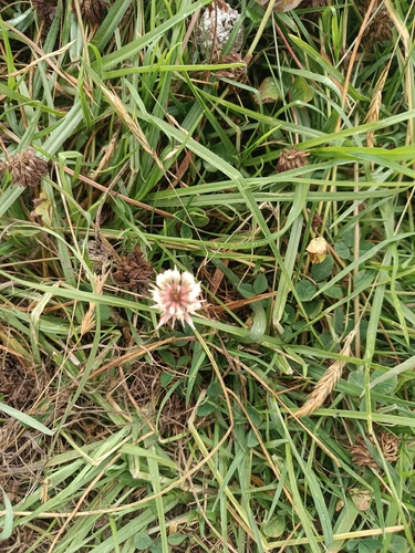 white clover