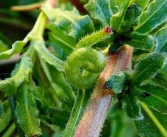 Camissoniopsis hirtella