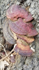 Ganoderma