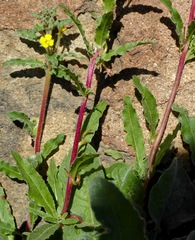 Camissoniopsis hirtella
