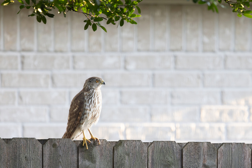 Cooper's Hawk observed by mikemasse