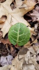 Pyrola americana