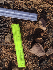 Odocoileus virginianus carminis