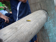 Chauliognathus heros