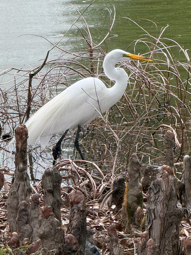 Great Egret observed by kinnor
