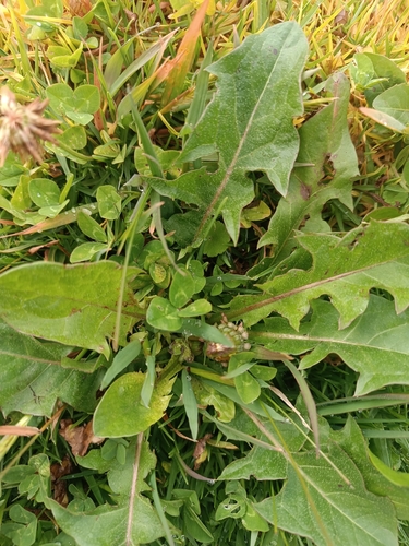 common dandelion