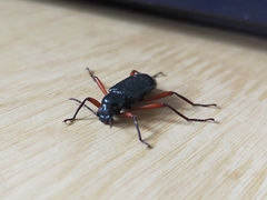 Strongylium erythrocephalum