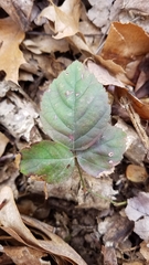 Rubus