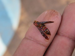 Polistes oculatus