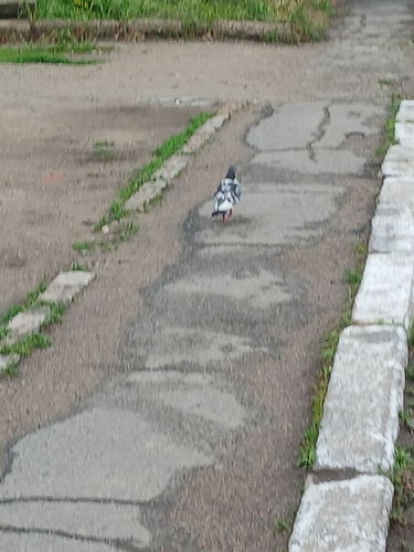 Голуб сизий міський observed by andre_space