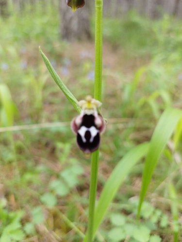 Diamond Orchid