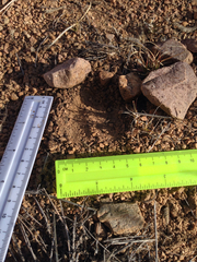 Odocoileus virginianus carminis