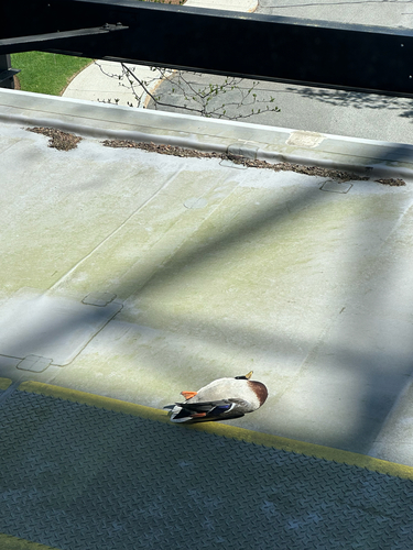 Mallard observed by stroodls