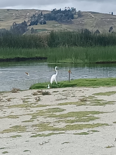 Great Egret