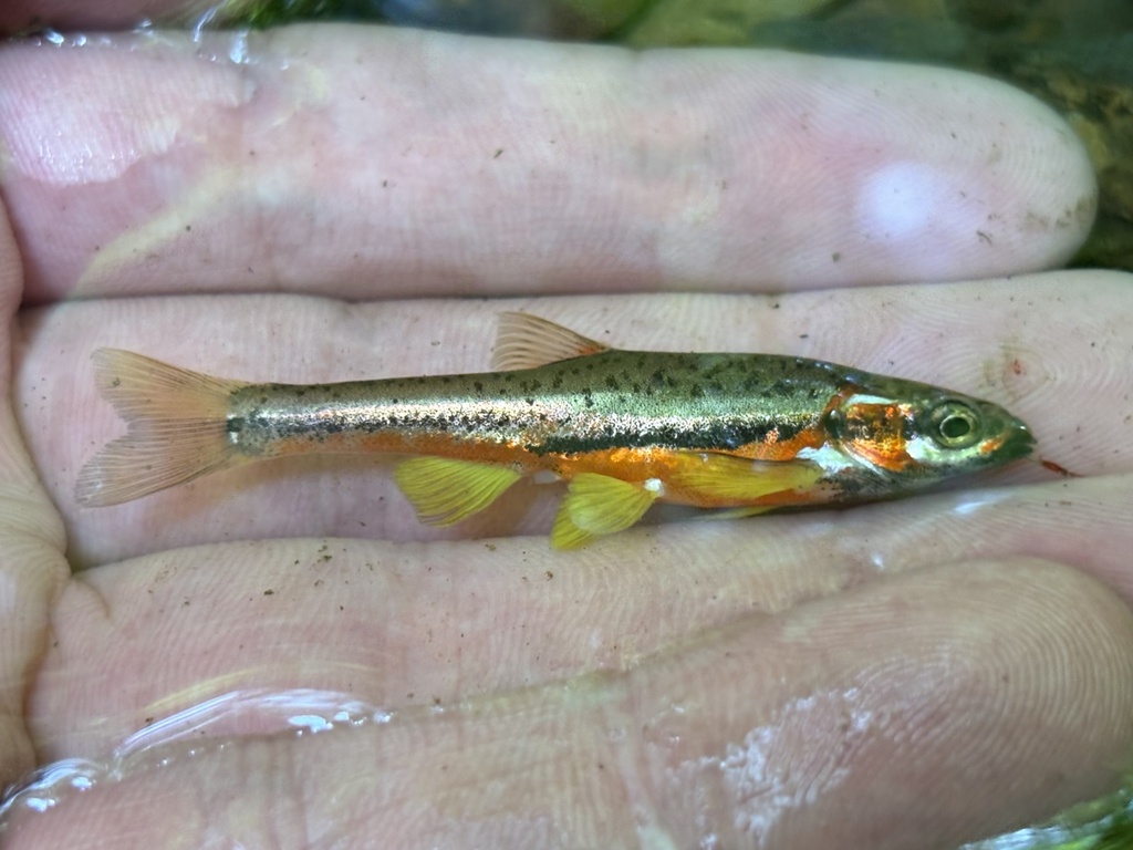 Tennessee-elritsje (Chrosomus tennesseensis) — Cyprinidae