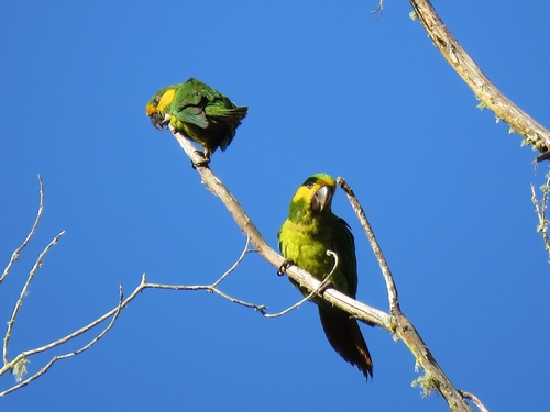 Yellow-eared Parrot