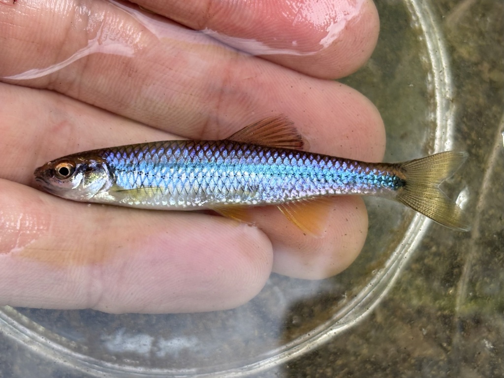 Blue Shiner