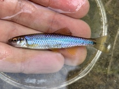 Blue Shiner photo 1