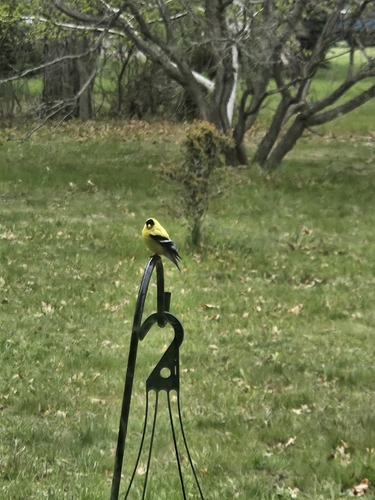 American Goldfinch observed by nicole58985