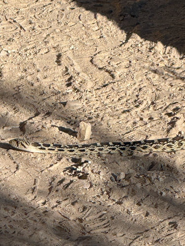 Gopher Snake observed by mr-natural