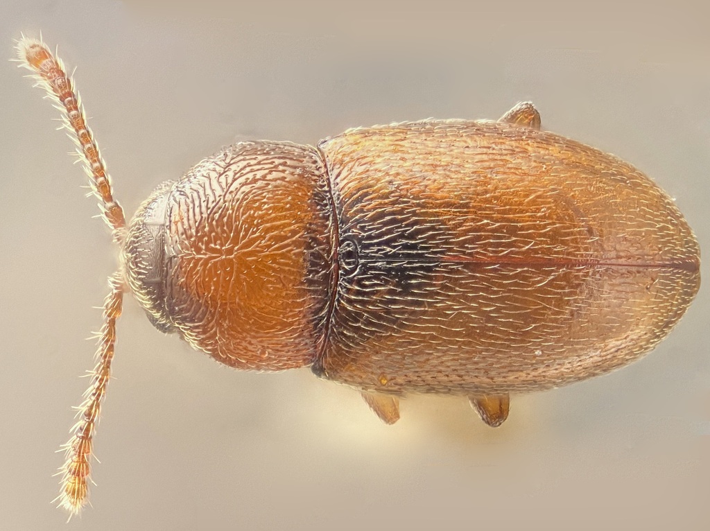 Atomaria atricapilla