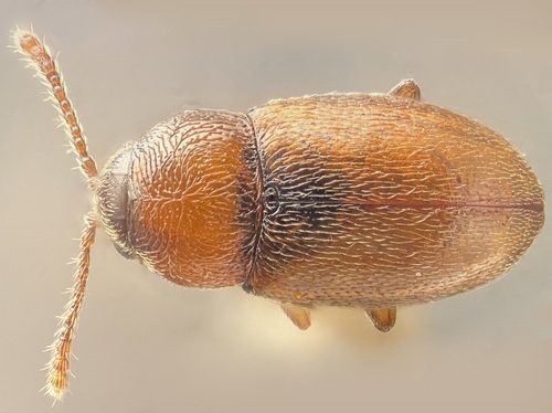 Atomaria atricapilla