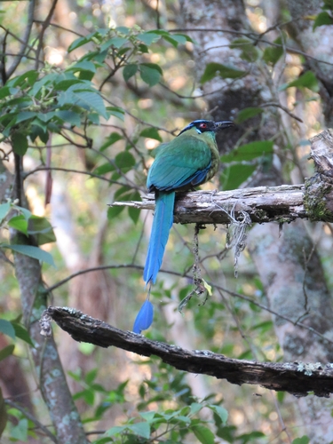 Andean Motmot
