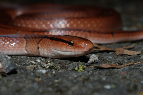 Red Mountain Ratsnake