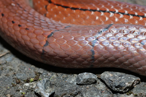 Red Mountain Ratsnake