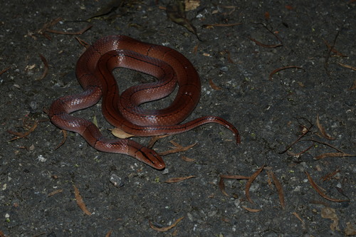 Red Mountain Ratsnake