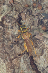 Necydalis cavipennis