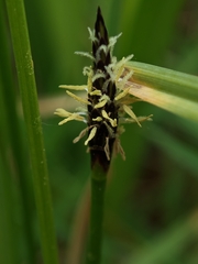 Eleocharis uniglumis, photograph author not stated, no rights reserved