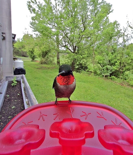 Ruby-throated Hummingbird observed by myoglobin