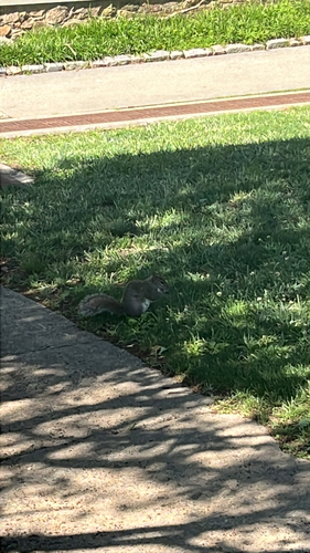Eastern Gray Squirrel observed by makasi