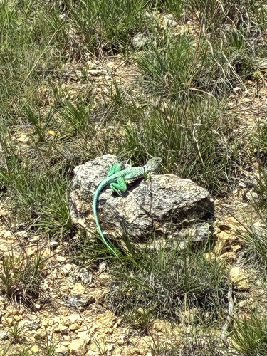 Eastern Collared Lizard