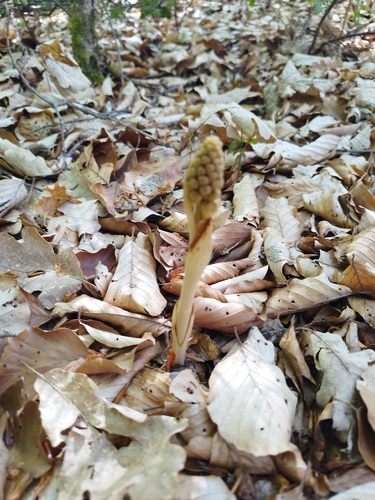 bird's-nest orchid