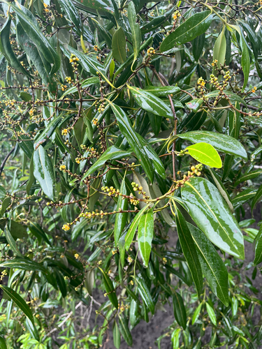 Avicennia alba observed 2026-05-12