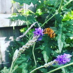 Amegilla bombiformis