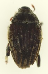 Psepholax