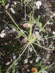 Byblis liniflora
