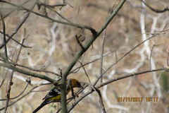 Pheucticus chrysopeplus