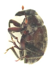 Psepholax