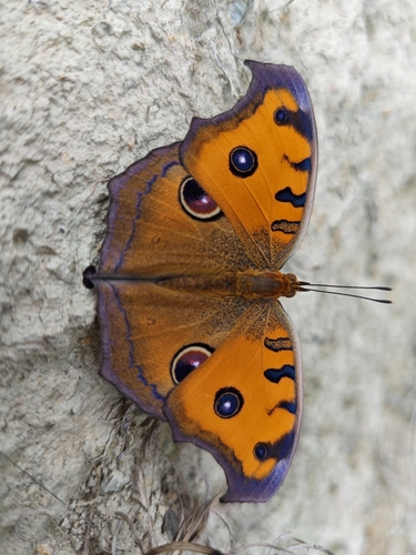 Peacock Pansy
