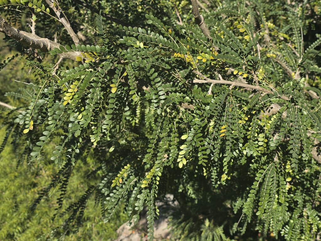 Sophora cassioides; photograph (c) Cesar Ormazabal, some rights reserved (CC BY)