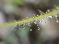 Byblis liniflora