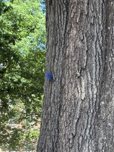 Eastern Bluebird observed by avaryansmith